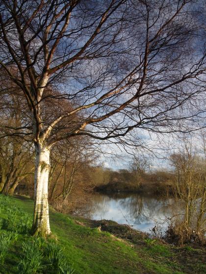 Silver Birch